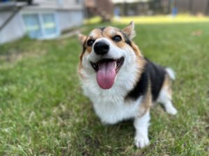 A photo of a cute, smiling corgi dog